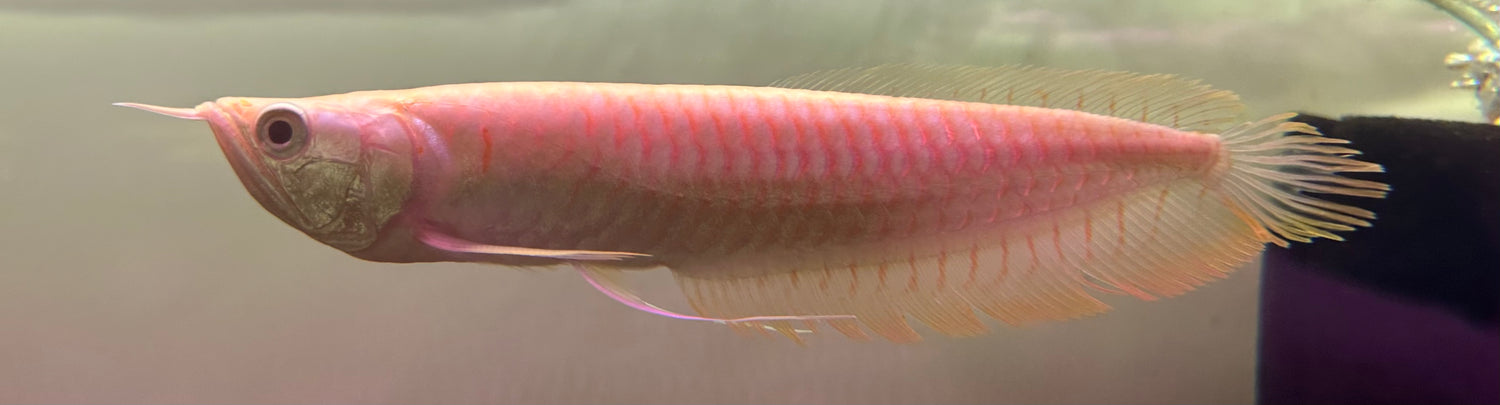 Albino Silver Arowana (8-9”)