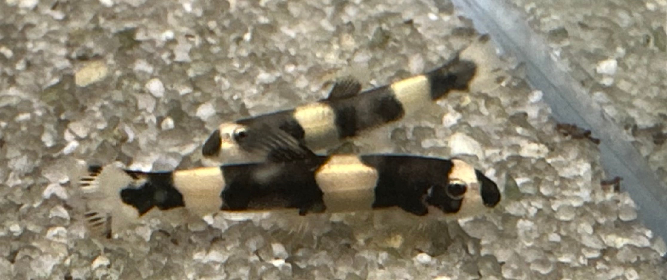 Panda Loach (.75-1”)