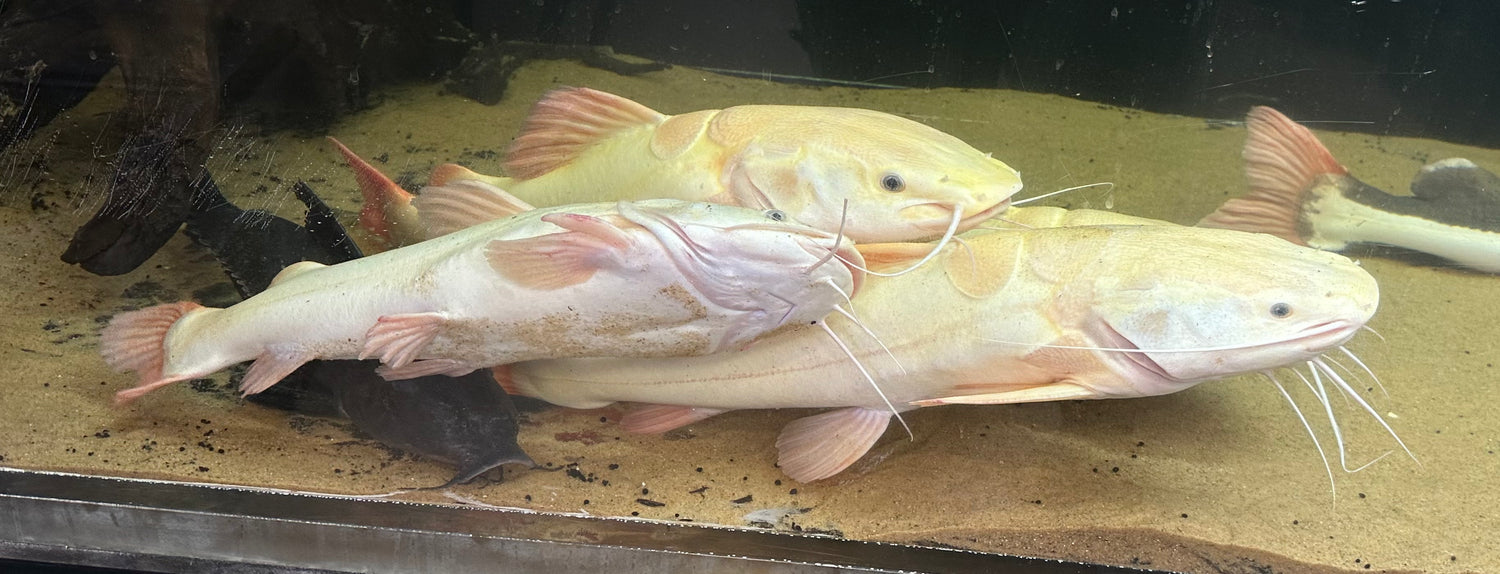 Jumbo Phantom Redtail Catfish (24-30”+)