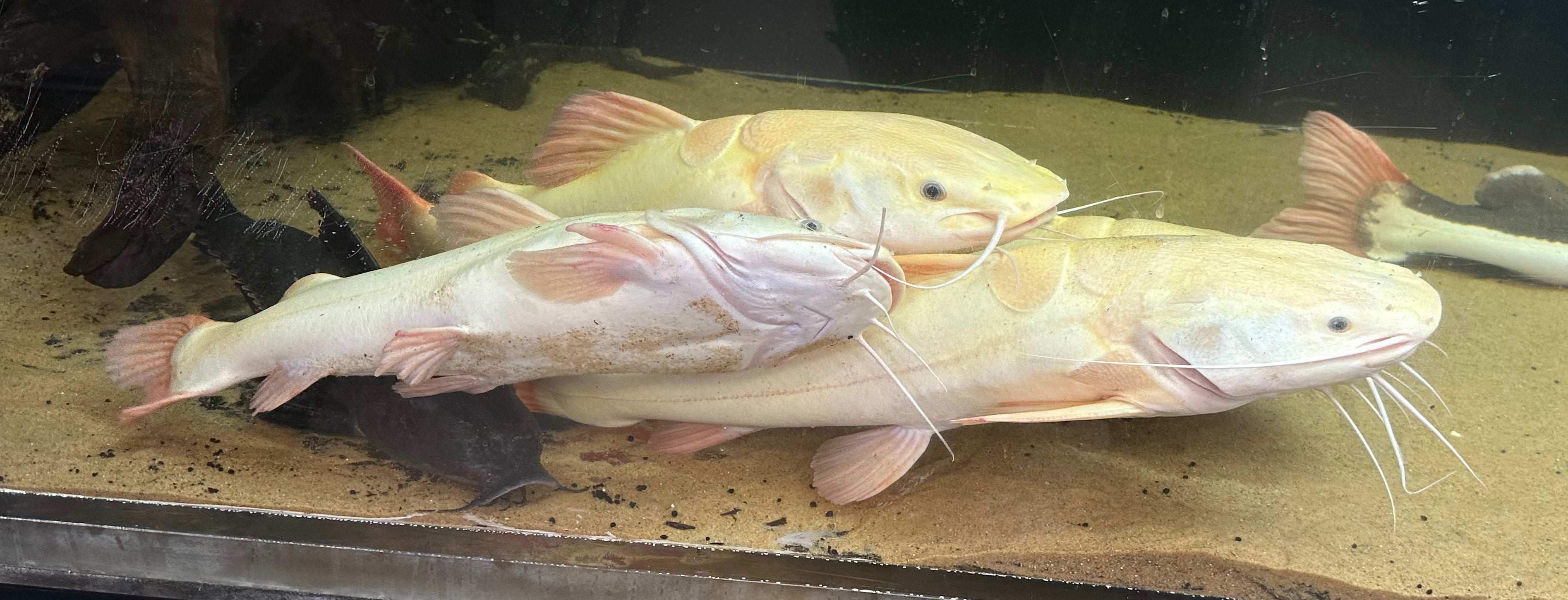 Jumbo Phantom Redtail Catfish (24-30”+)