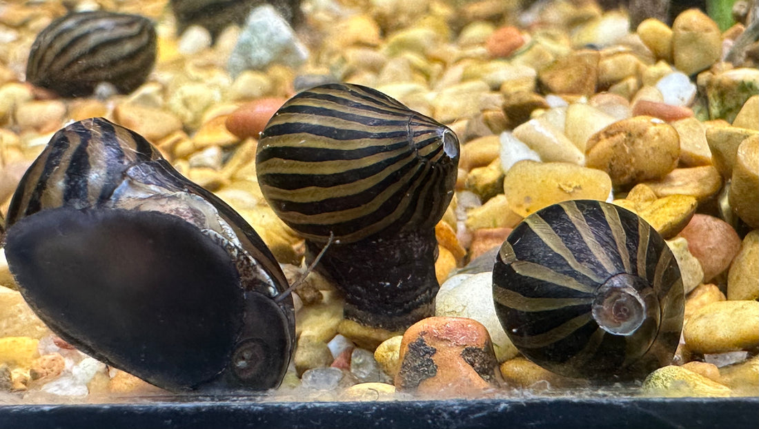 Zebra Nerite Snail (1.25”)
