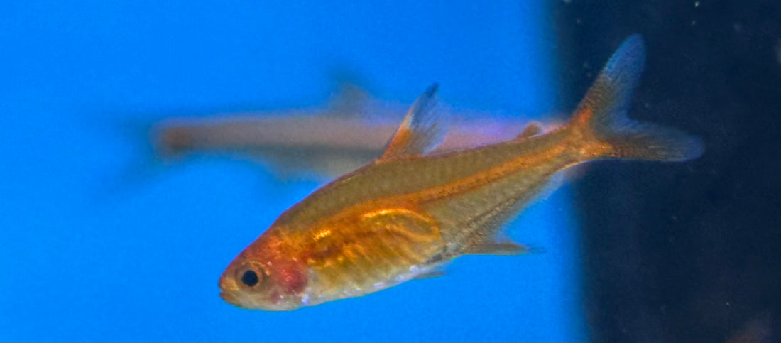Ember Tetra (.75-1”)