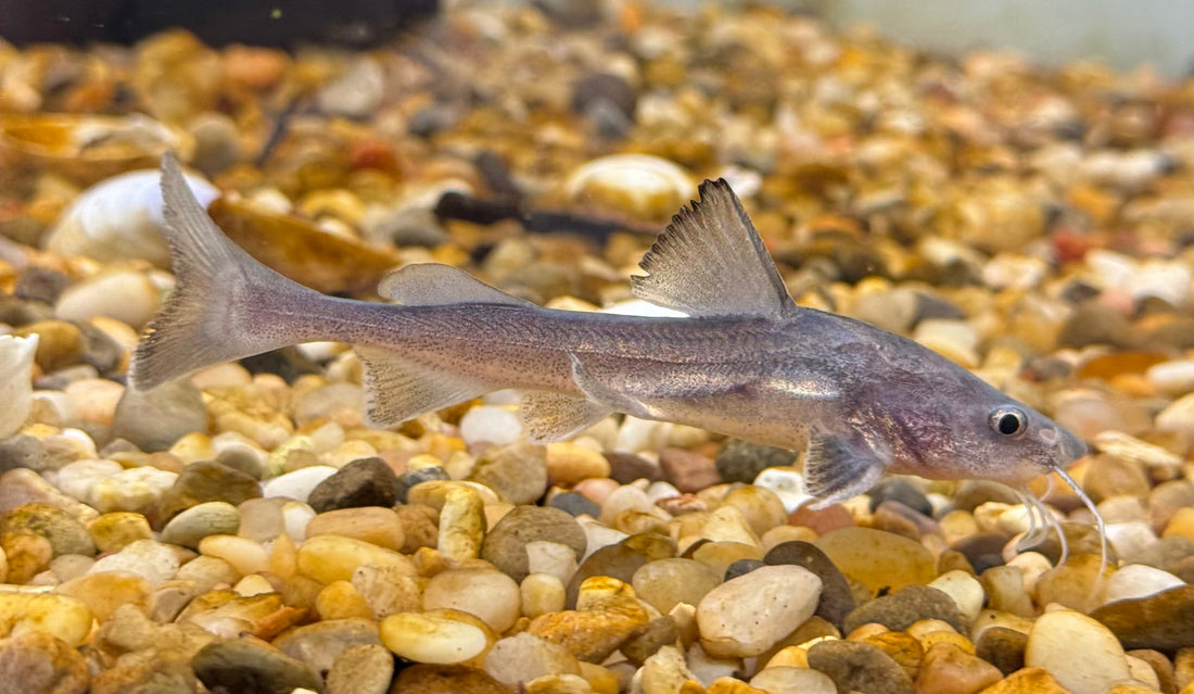 Stormii Catfish (4”)