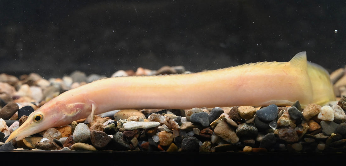 Baby Xanthic Spiny Eel (5”)