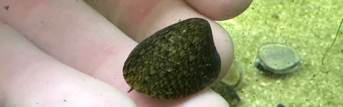 Green Mussel Snail (1.5”)