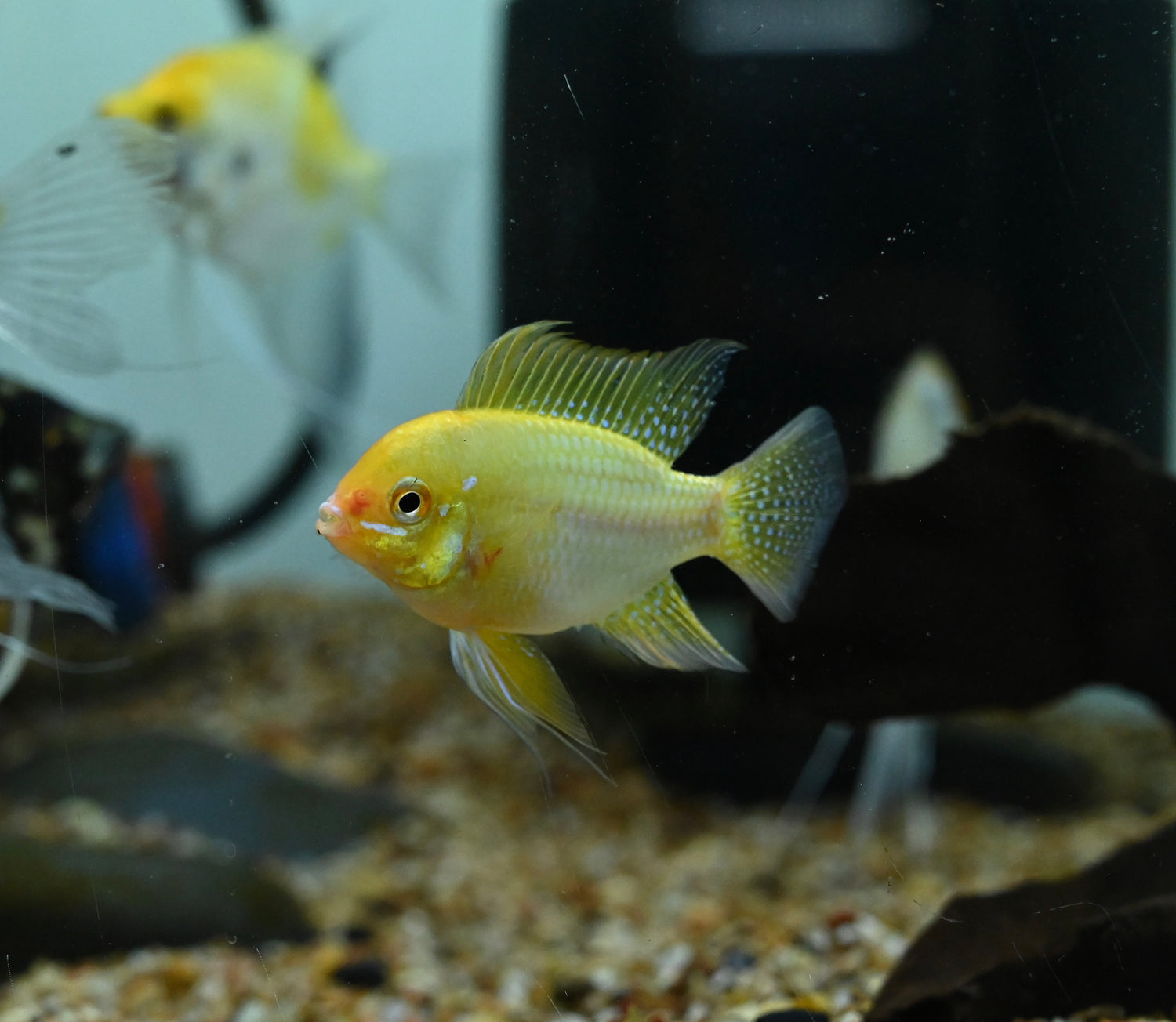 Jumbo Gold Ram (1.75-2”)