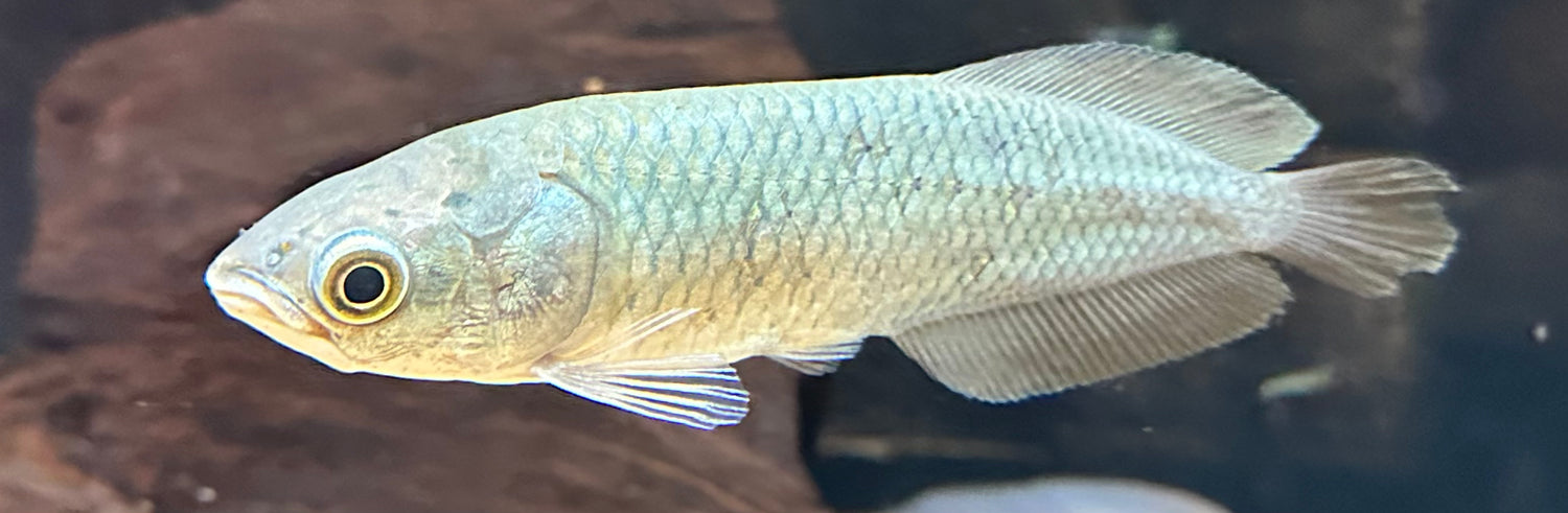 African Arowana (4”)