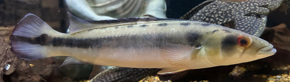 LARGE Venezulan Pike Cichlid (12”)
