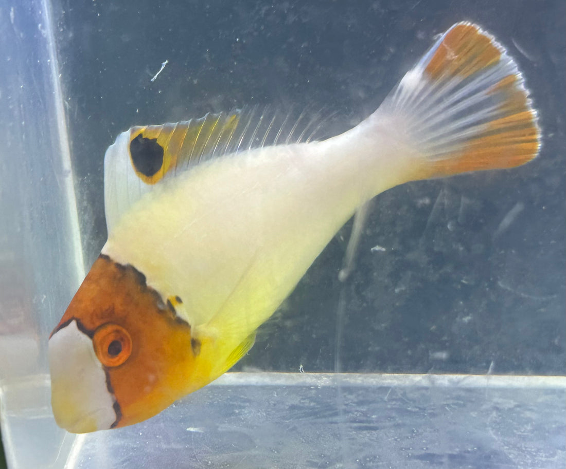 Bicolor Parrot Fish (3.5-4”)