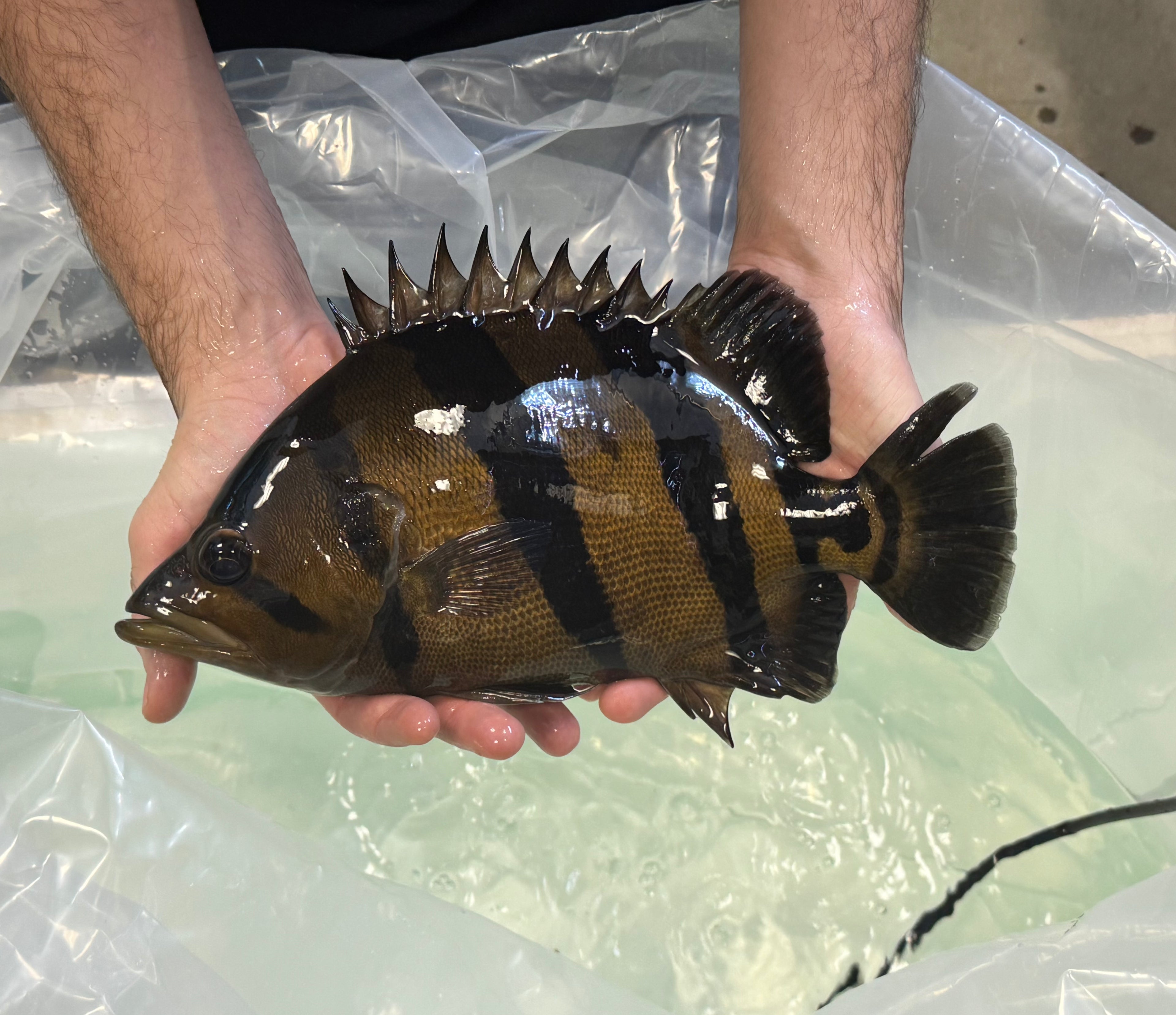 Siamese Tiger “ST” Datnoid (12”+)