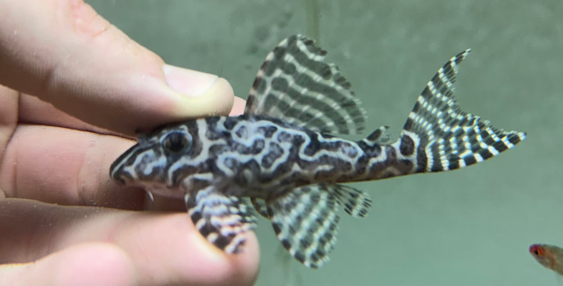L236 RB Line Hypancistrus Pleco (3”)