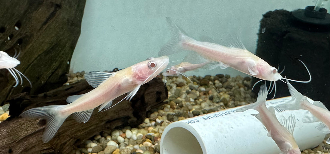 Albino Nemurus Catfish (2-2.5”)