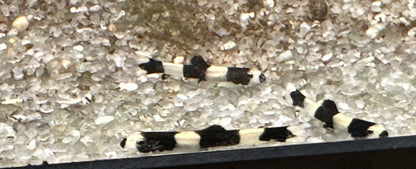 Panda Loach (.75-1”)