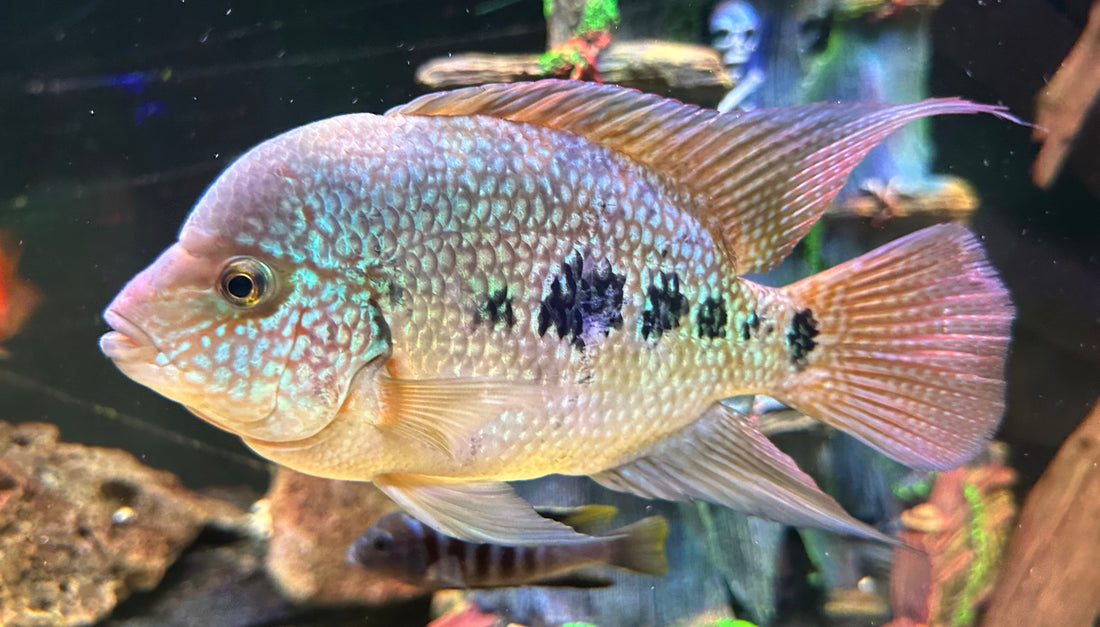 Flowerhorn Hybrid Cichlid (7”)
