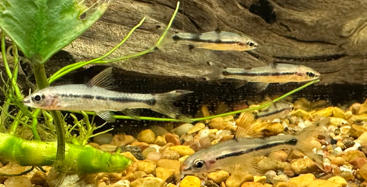 Tiburón Roseline (1-1,25”)