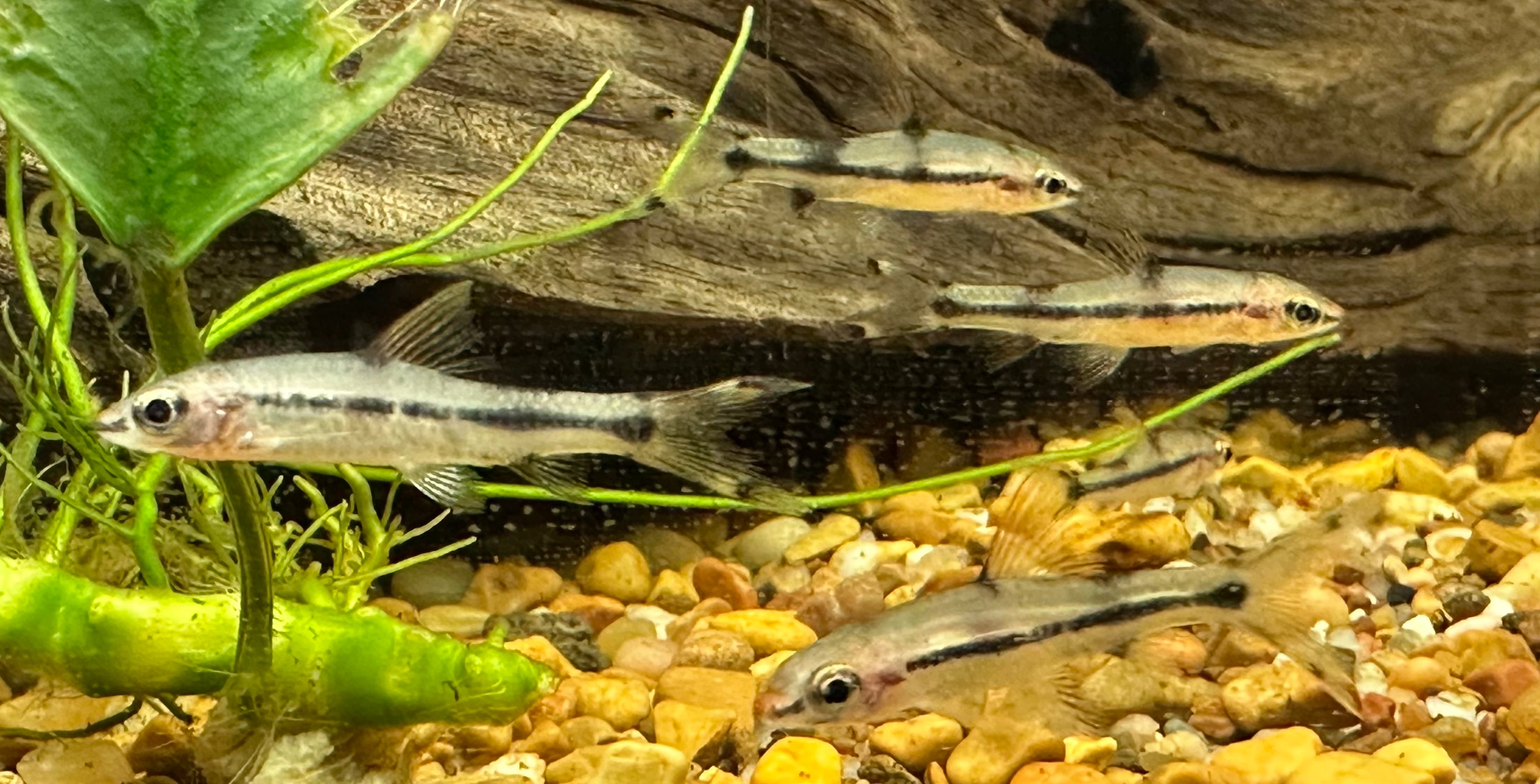 Tiburón Roseline (1-1,25”)