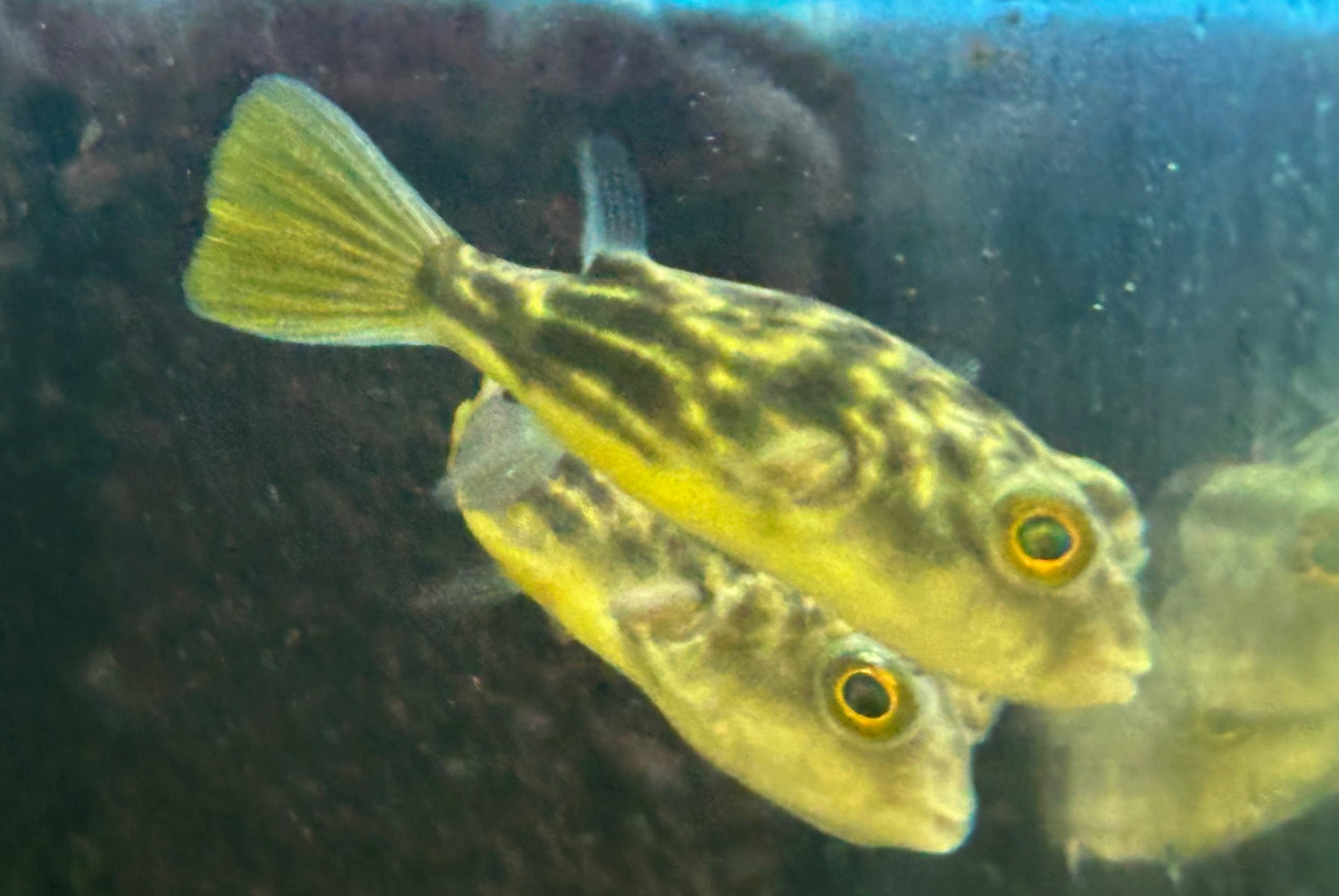 Fahaka Puffer (2”)