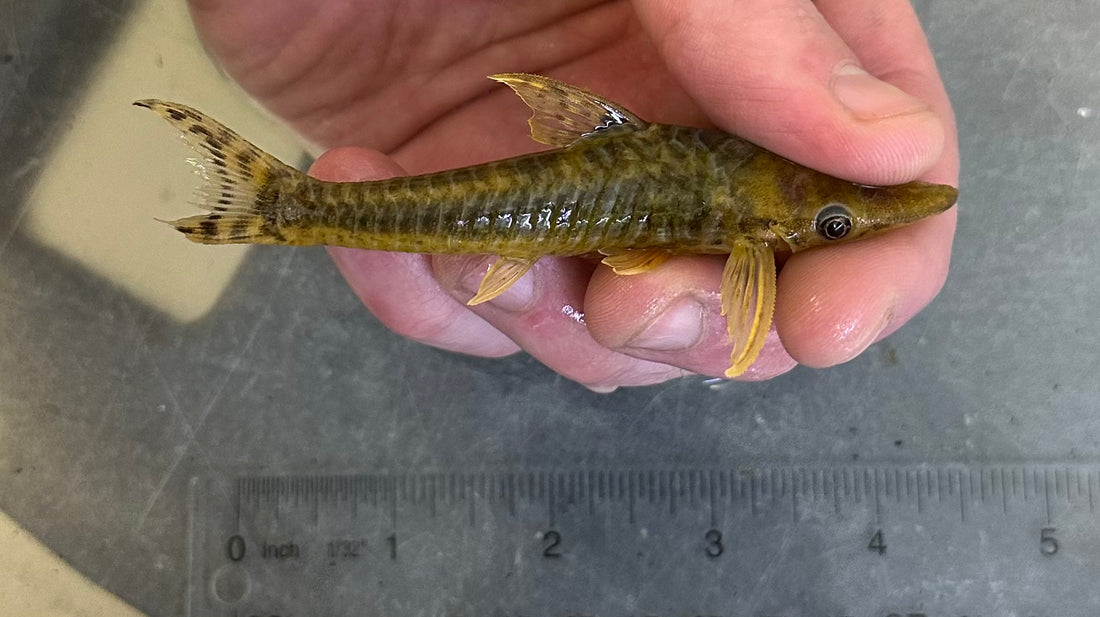 Giant Otocinclus (4”)