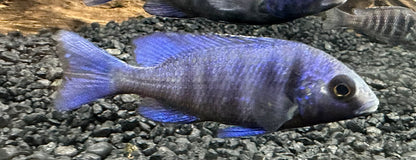 Star Sapphire Cichlid (2.5”)