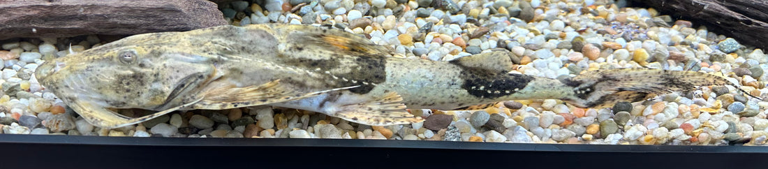 Yareli Goonch Catfish (12”)