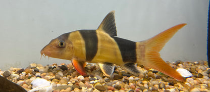 XL Clown Loach (6-7”)