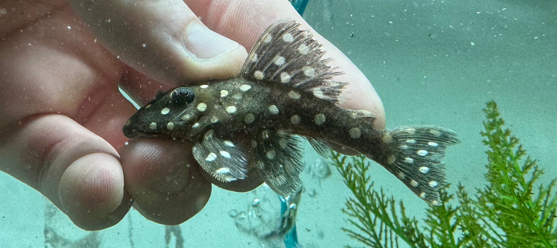 Pleco bola de nieve LDA33 (2,5”)