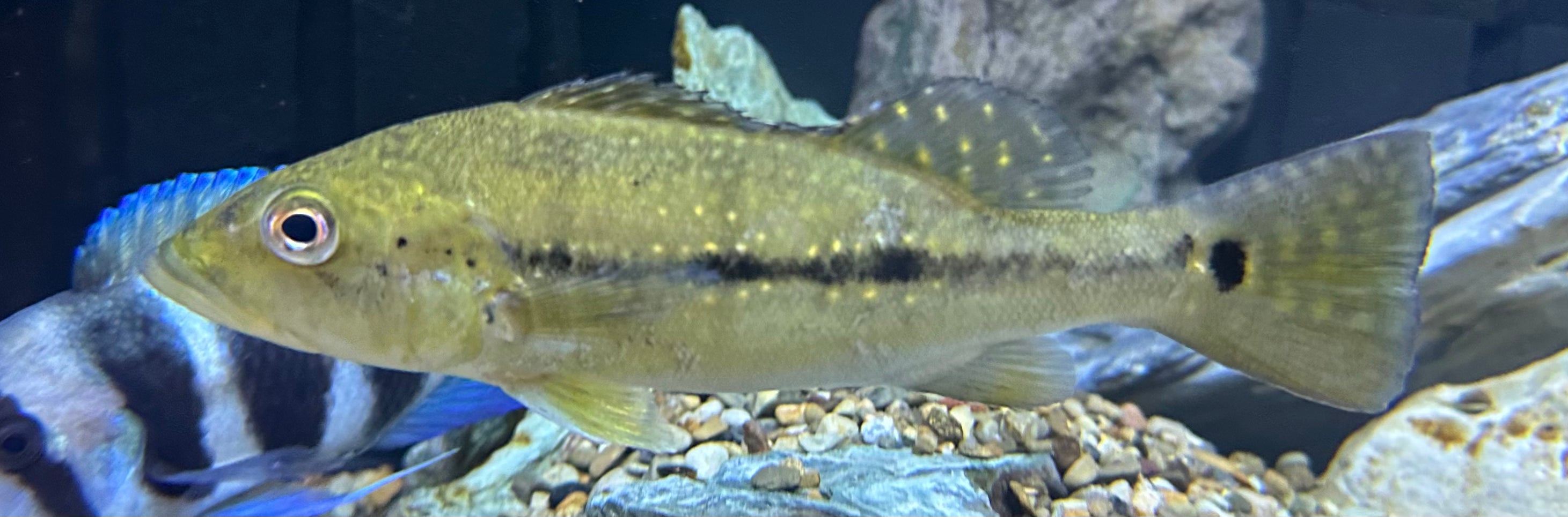 Xingu Peacock Bass (6-7”)