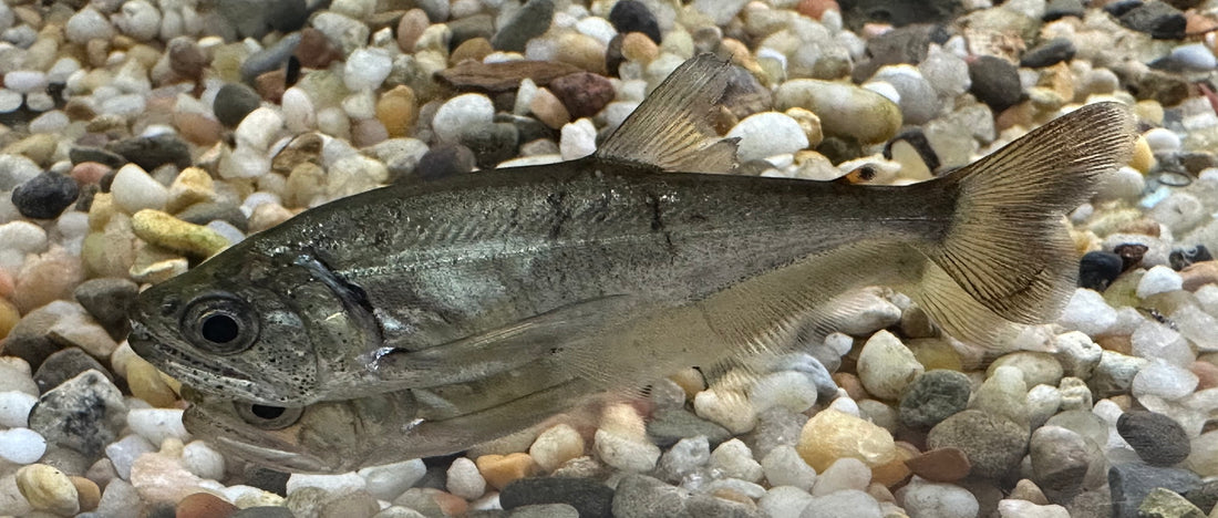 True Armatus Payara Vampire Fish (3”)