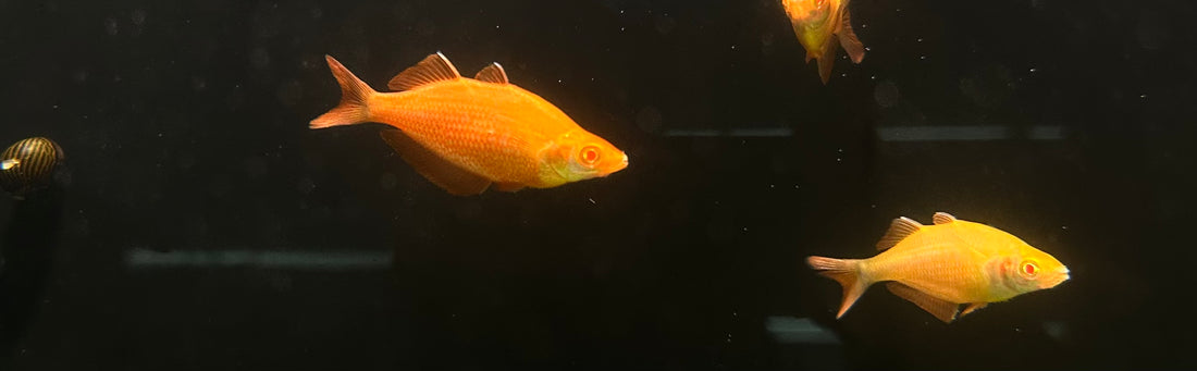 Albino Rainbowfish M/F Pair (3”)
