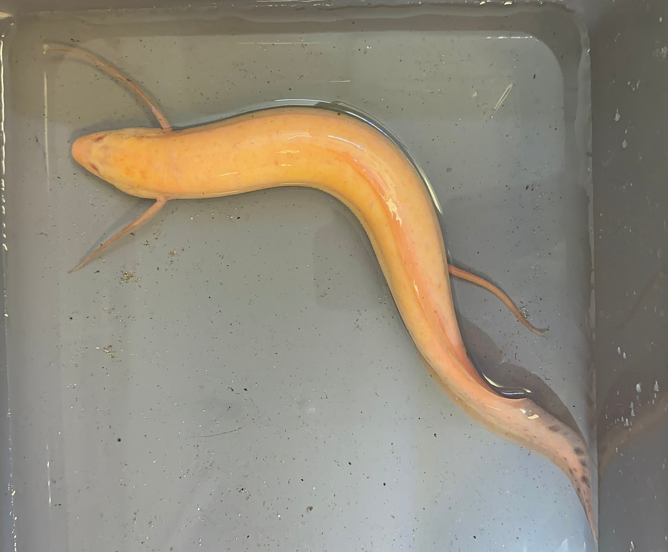 Albino African Lungfish (14-15”+) Missing 1 Leg*