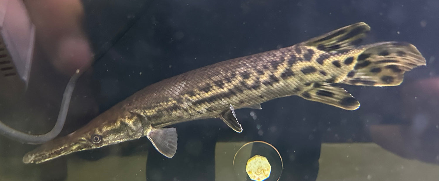 XL Shortbody Alligator Gar (20-22”)