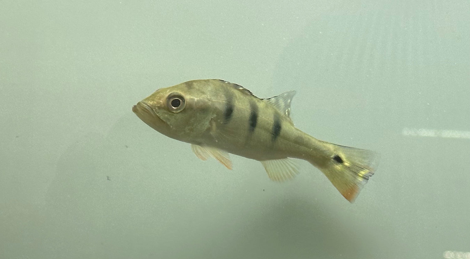 Ocellaris Peacock Bass (5-6”)