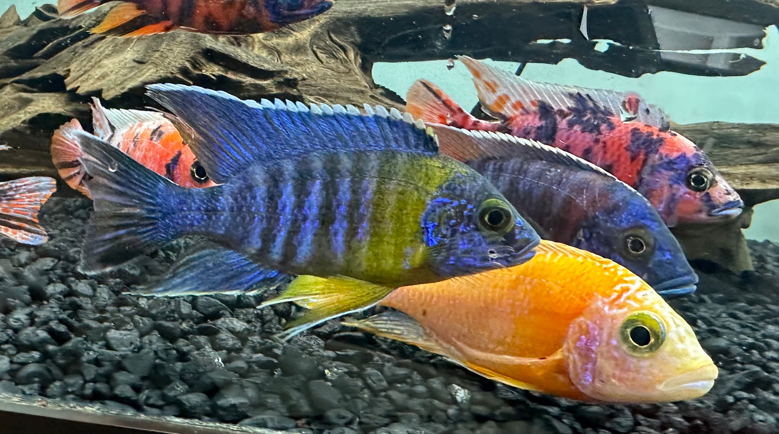 Assorted Peacock Cichlid (4-4.5”)