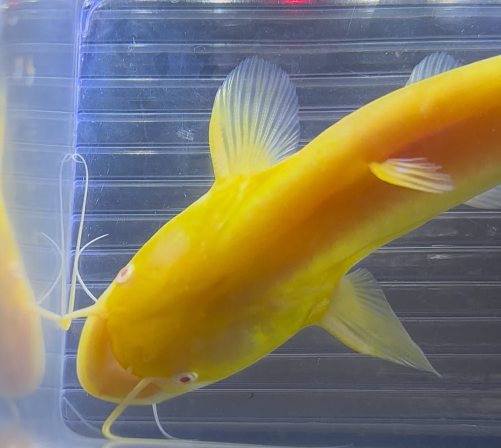 Wels chino dorado (8-9”)