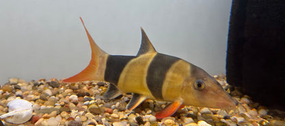 XL Clown Loach (6-7”)