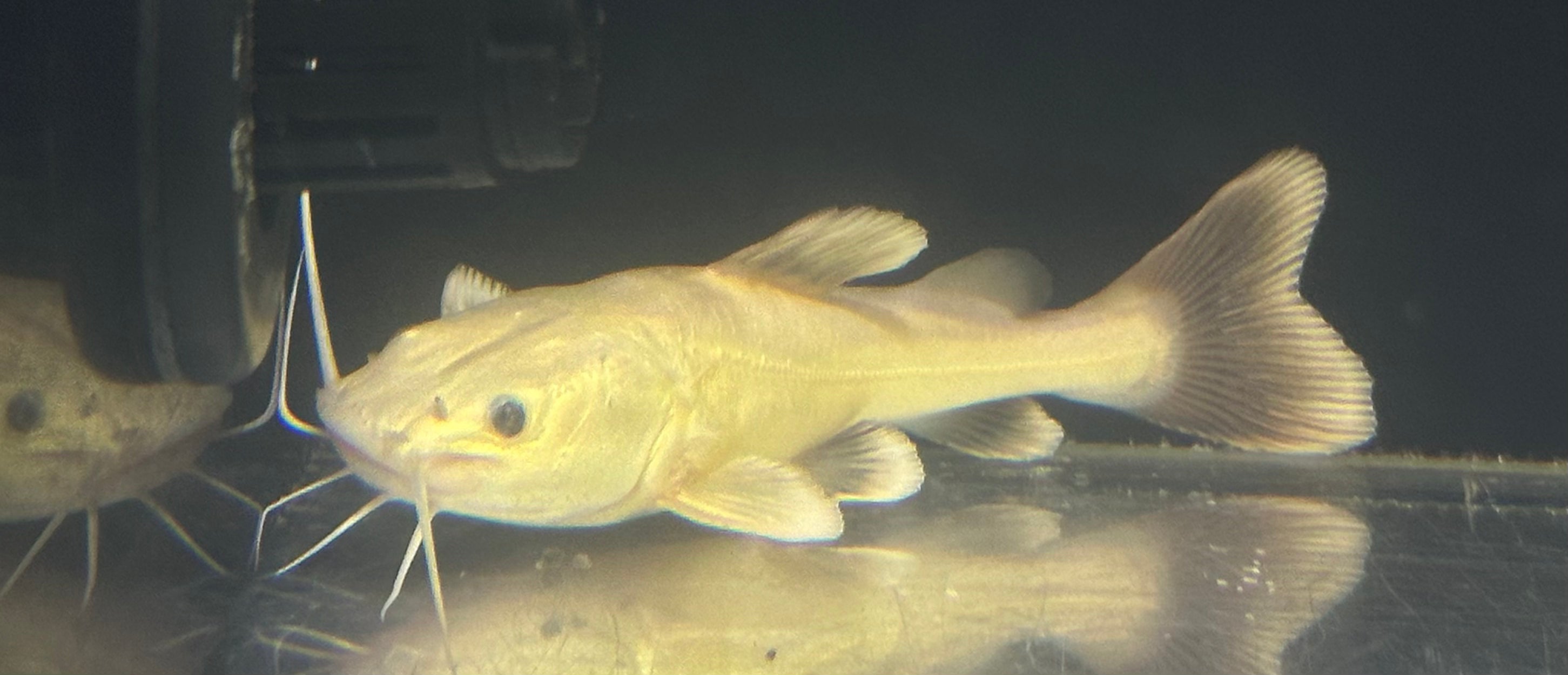 Platinum Redtail Catfish (4.5”)