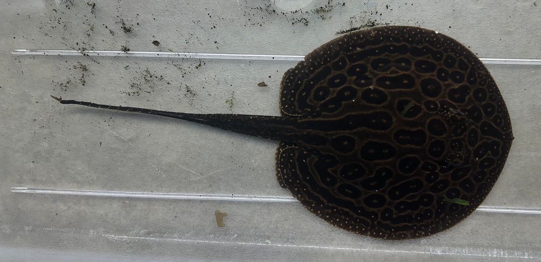 Pearl Stingray (Male 6-7”)