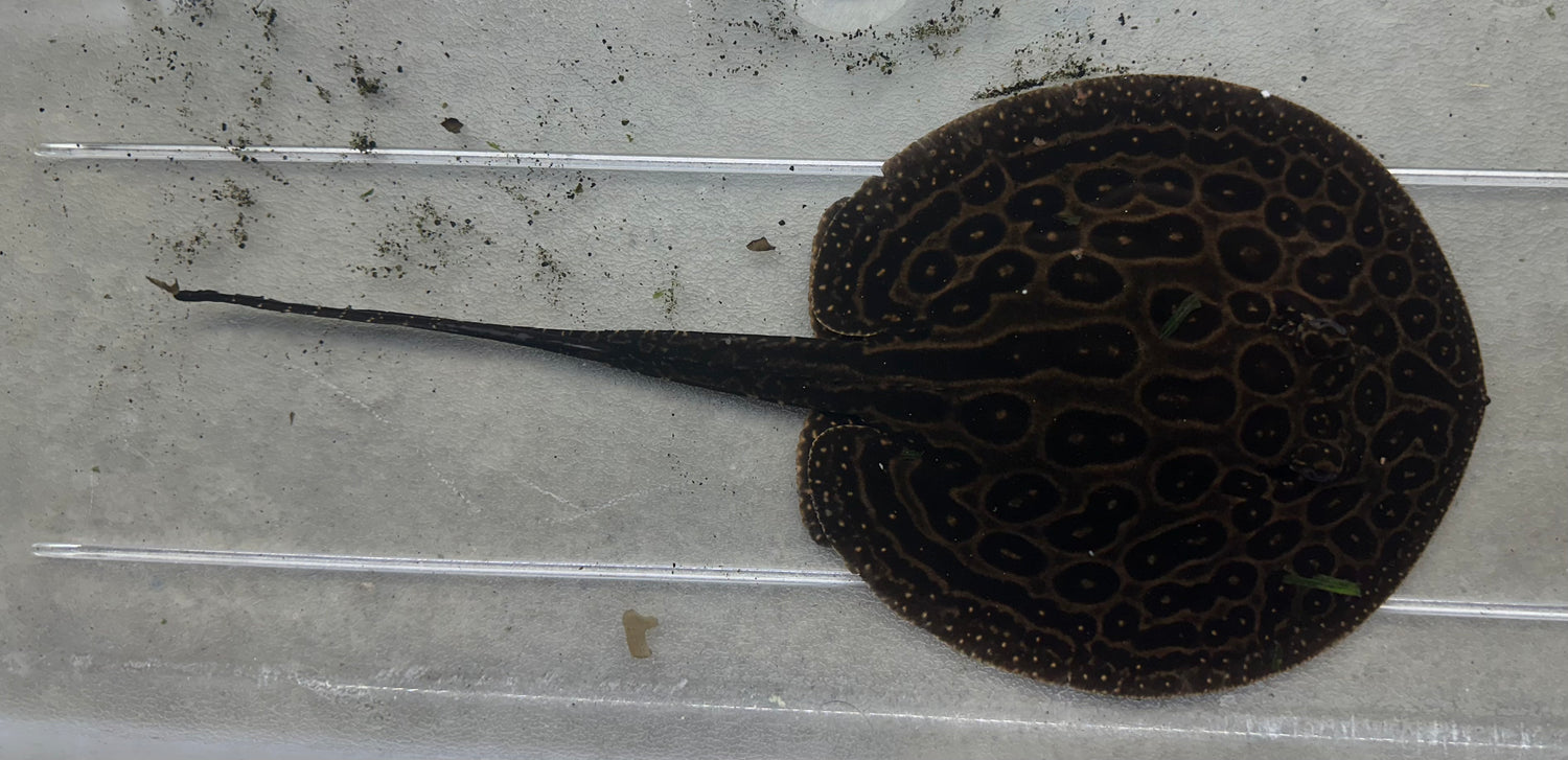 Pearl Stingray (Male 6-7”)