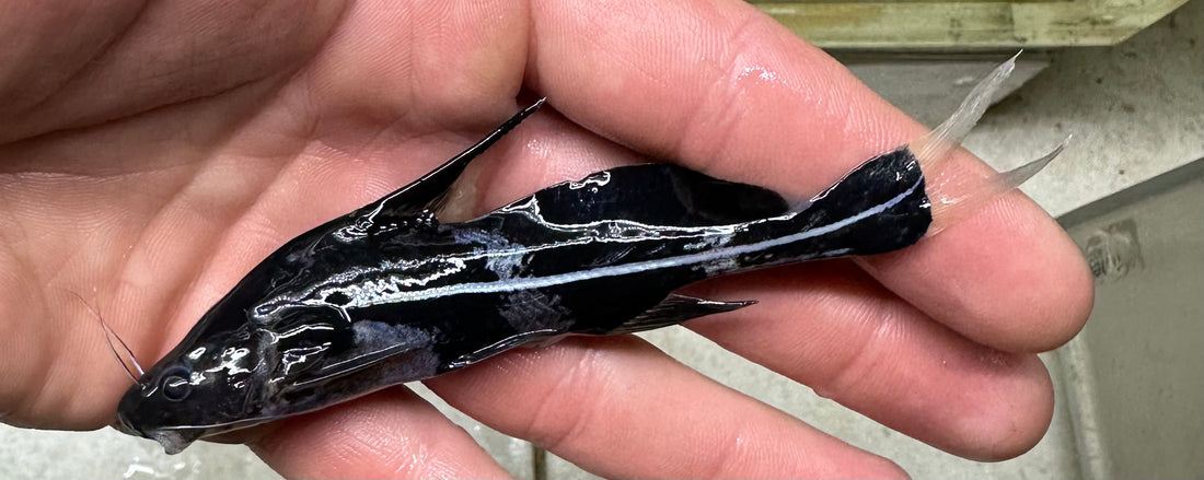 Black Lancer Catfish (4-5”)