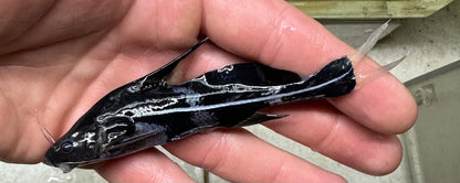 Black Lancer Catfish (3”)