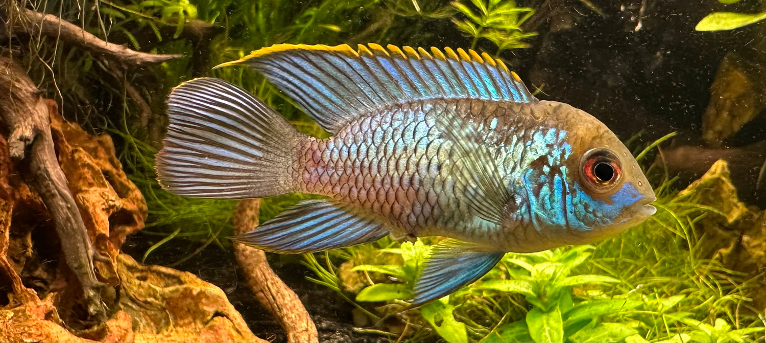 Electric Blue Acara (2-2.5”)