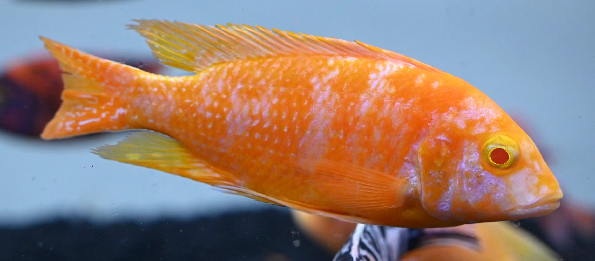 Albino Sunset OB Peacock Cichlid (3-3.5”)