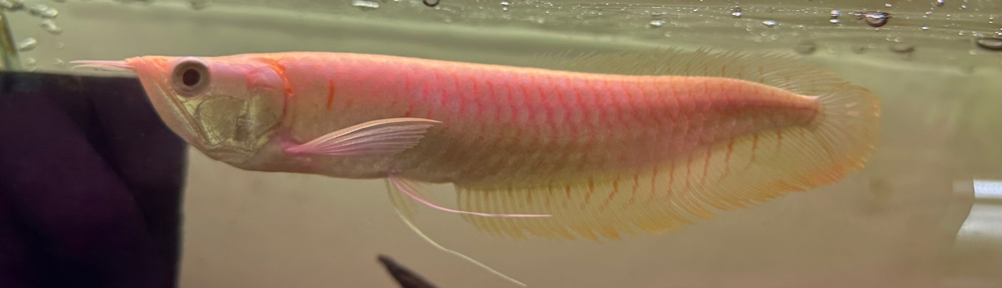 Albino Silver Arowana (8-9”)