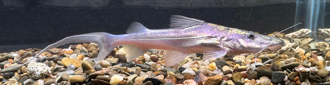 Dorado Catfish (4”)