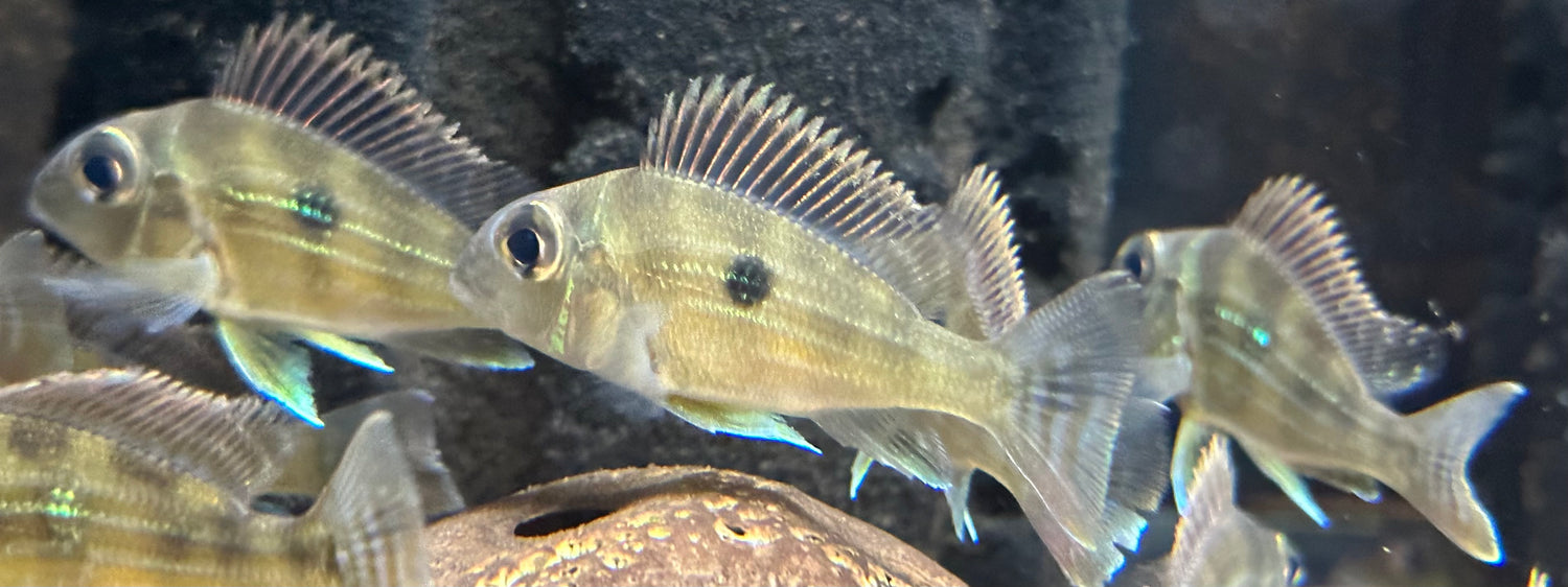 Sveni Geophagus (2”)