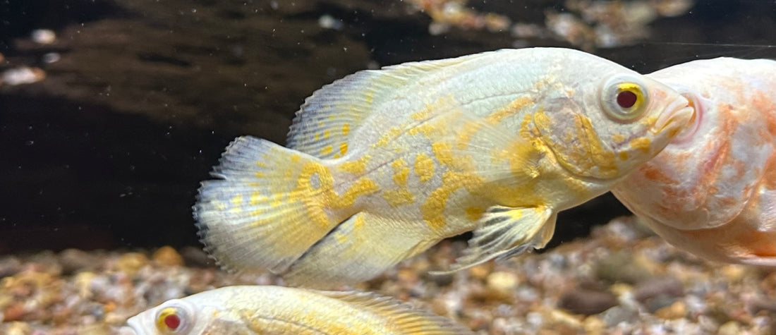 Lemon Tiger Oscar (2.5”)