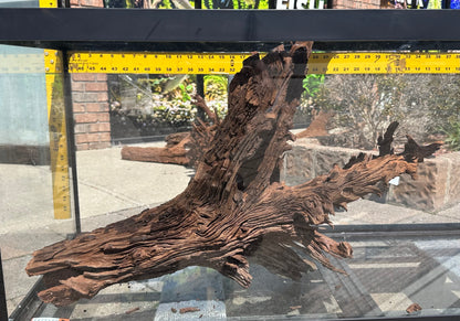 XL Malaysian Driftwood 