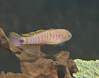 Peacock Gudgeon (1”)