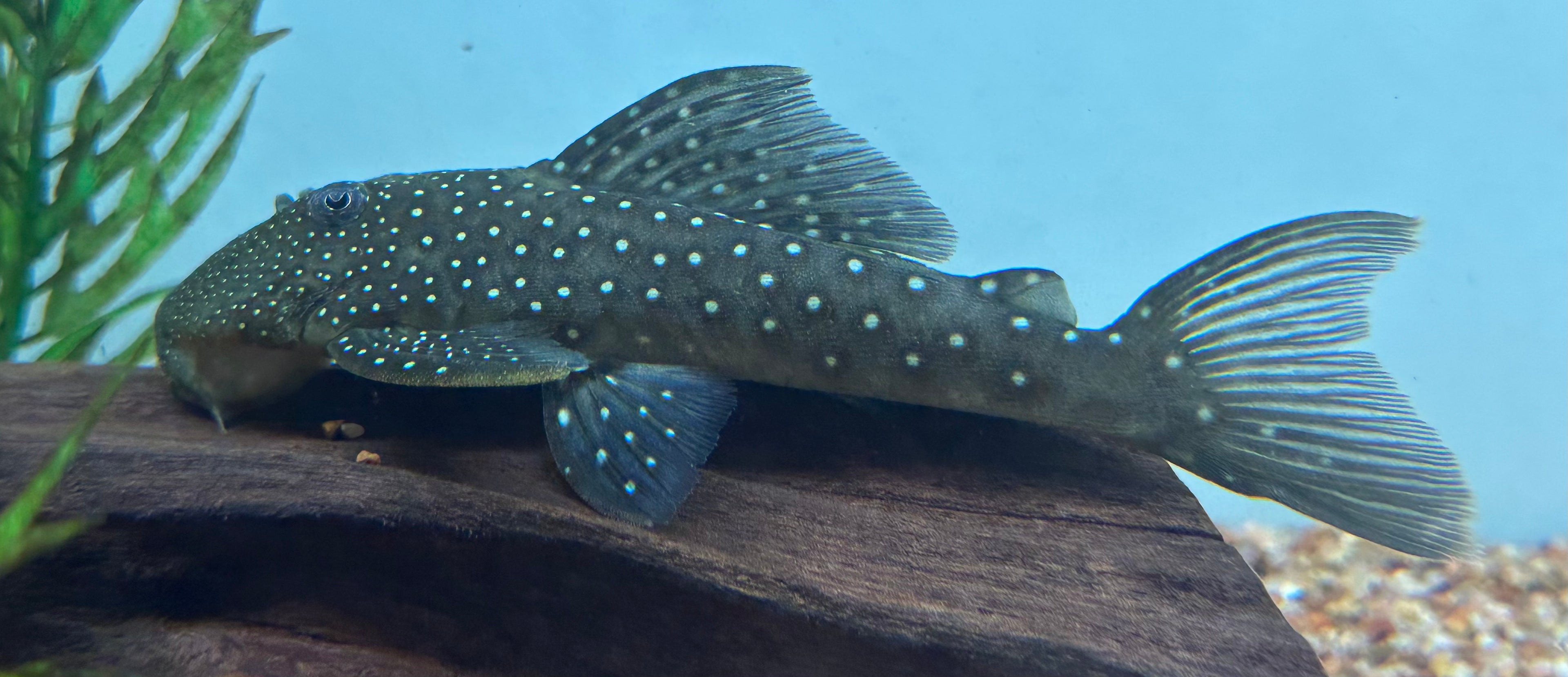 Pleco fantasma azul L128 (4,5-5”+)