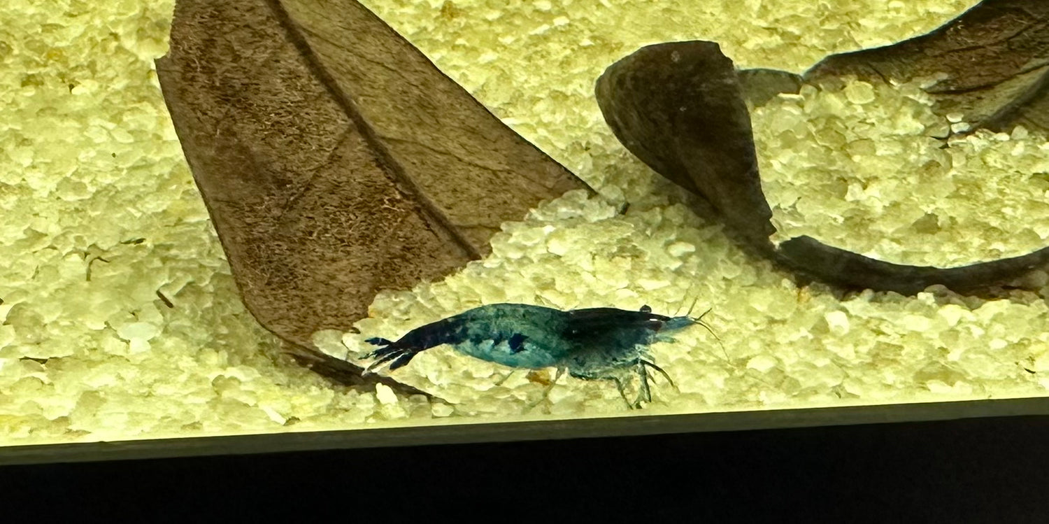 Blue Dream Shrimp (.75-1”)